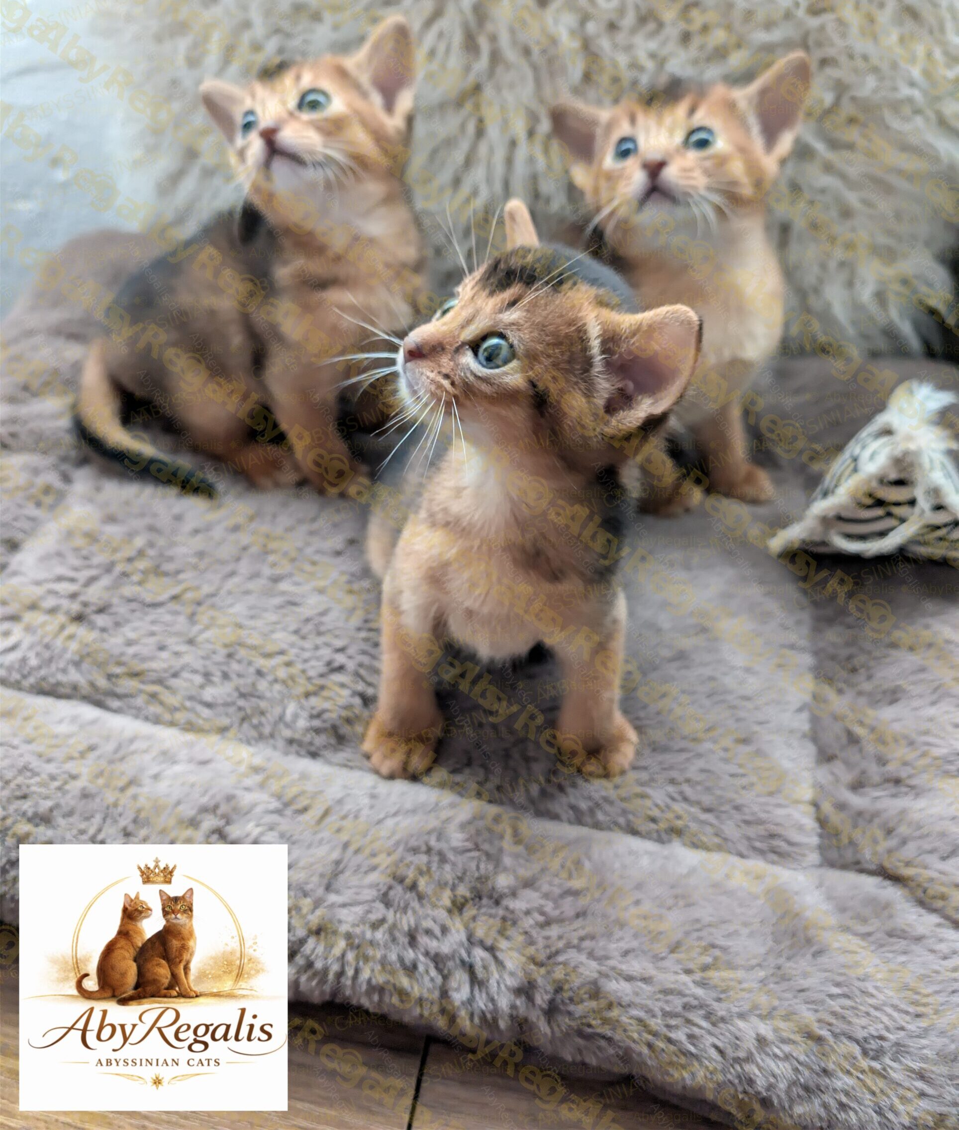 Abessinier Züchter Abessinier Züchter Deutschland - Wurf