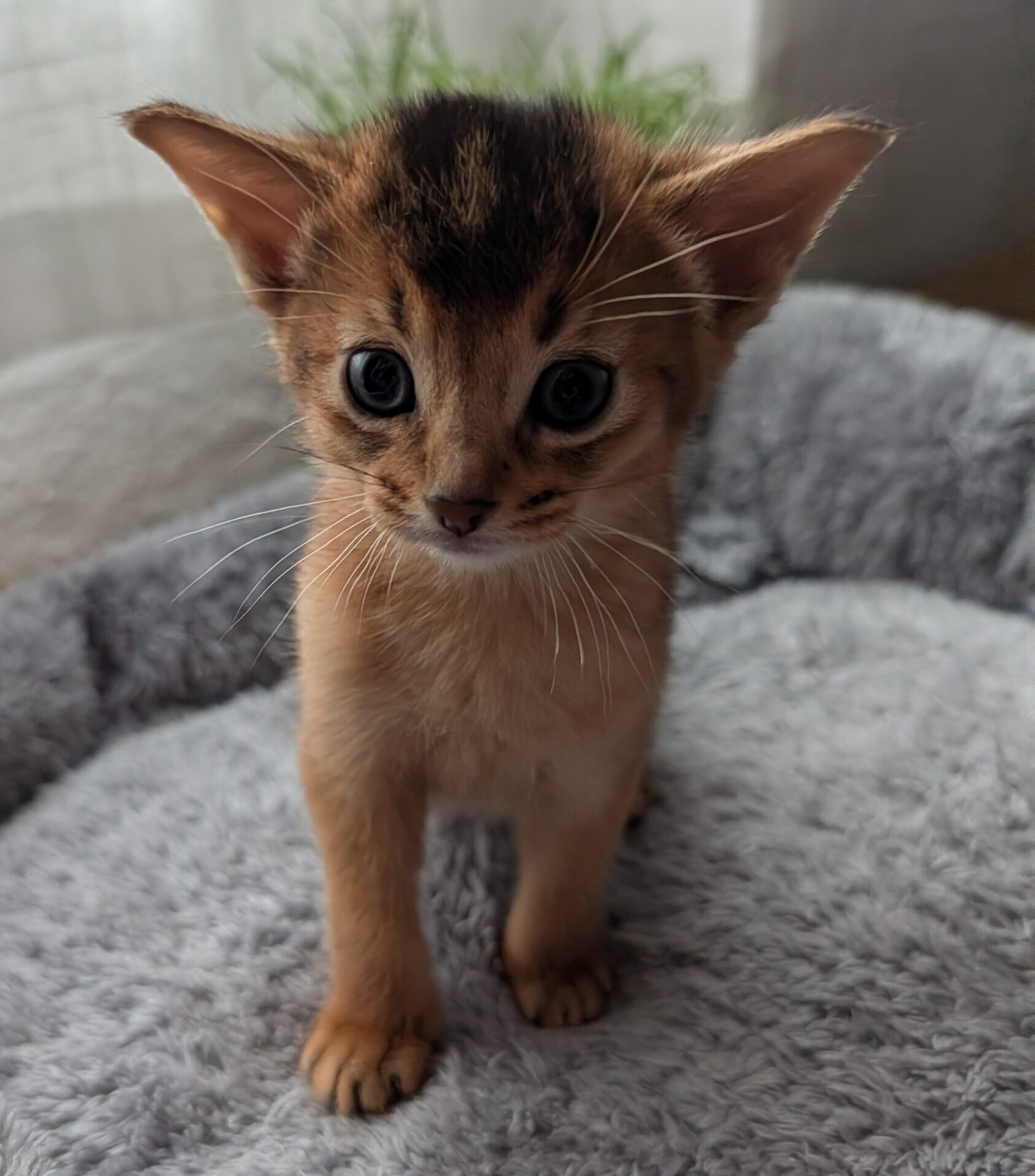 Abessinyan D-A Apollo