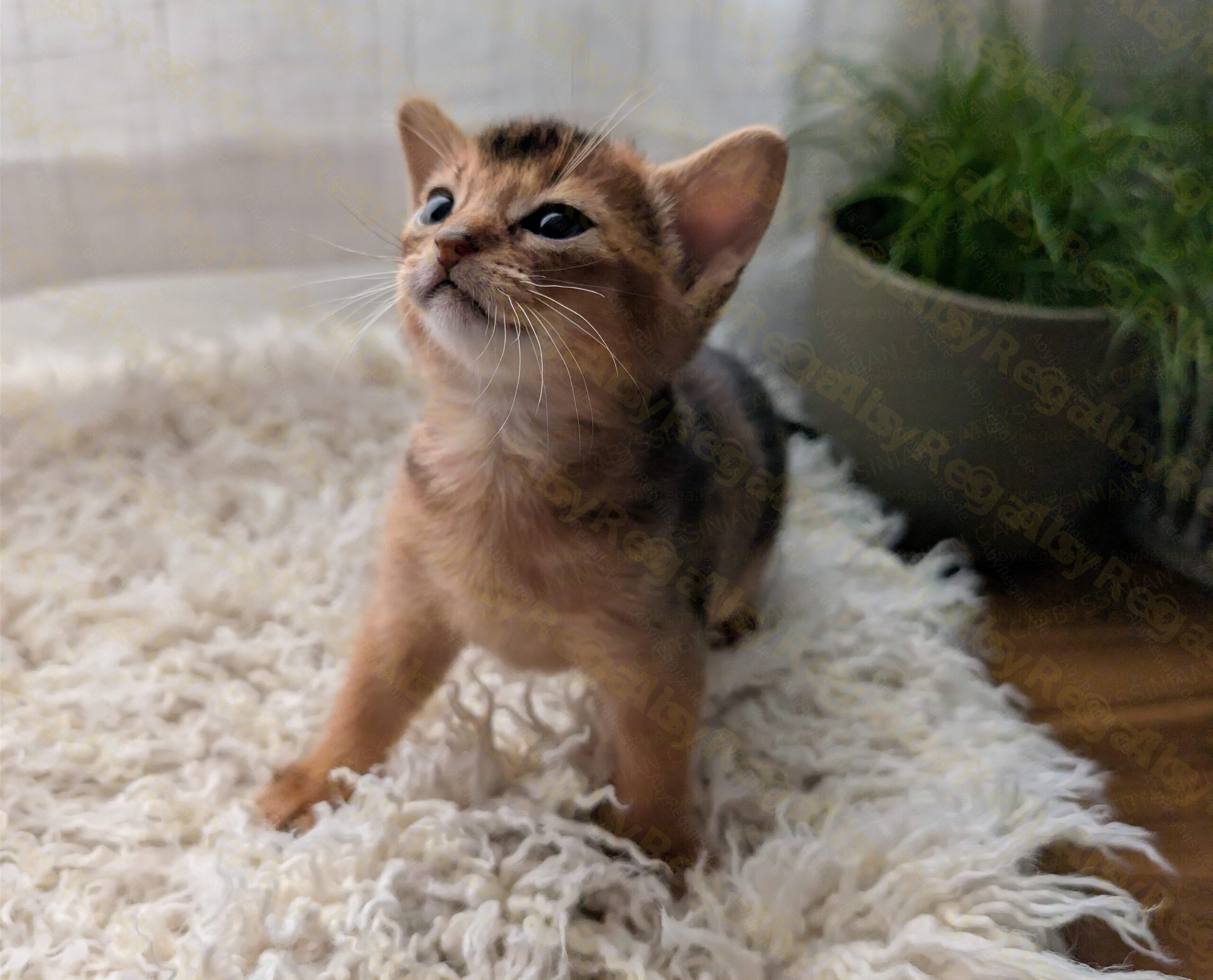 Abessinier Kitten Athena