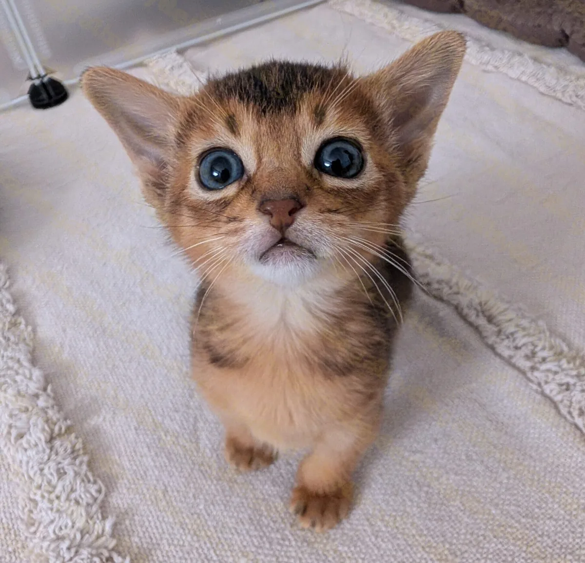 Abessinier Kitten Atlas