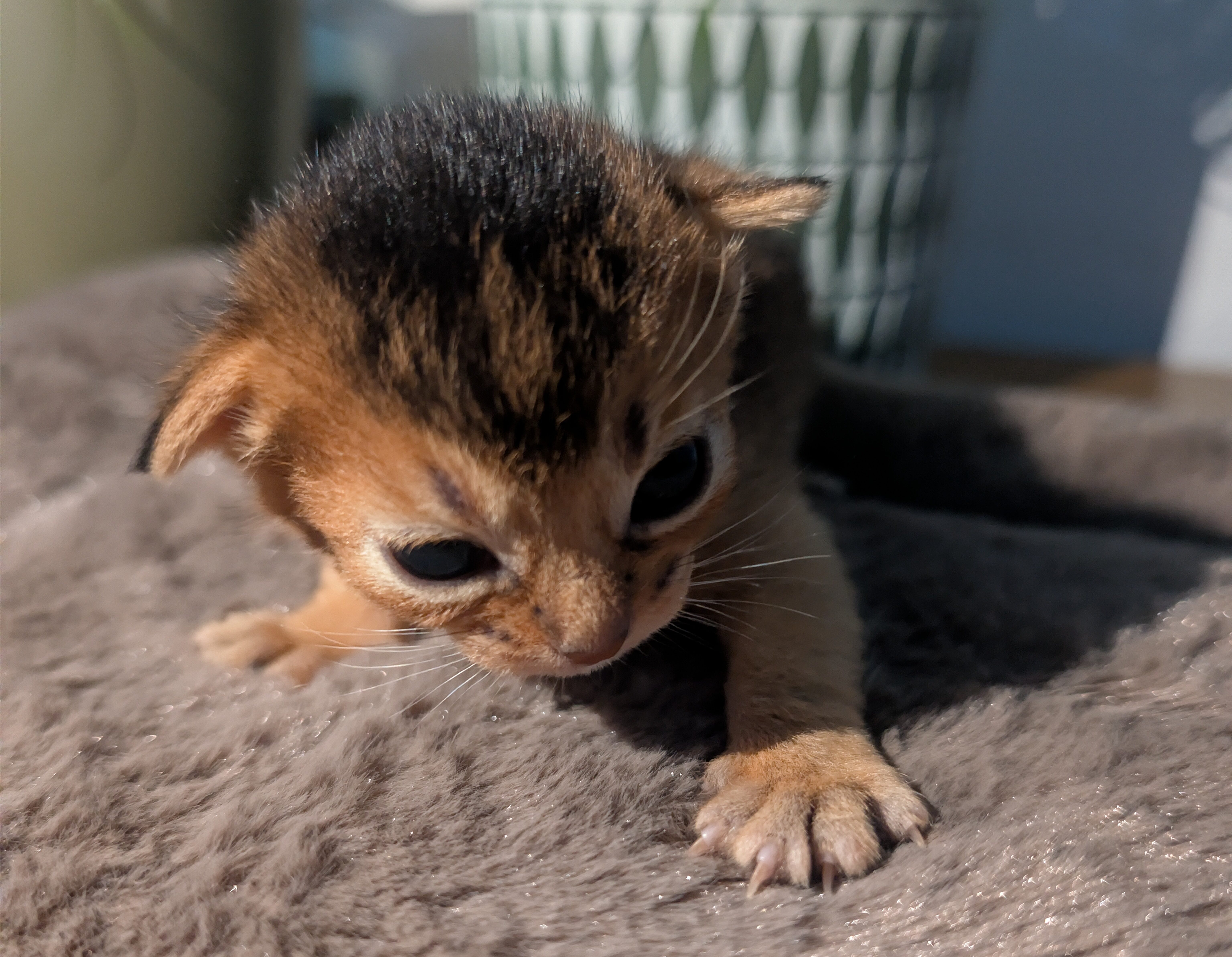 Abessinier Kitten