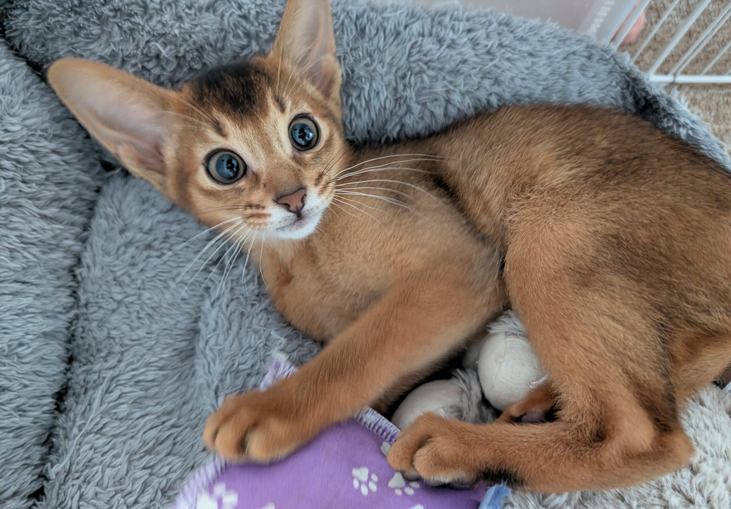 Abessinier Kitten Apollo – Wildfarben Männlich