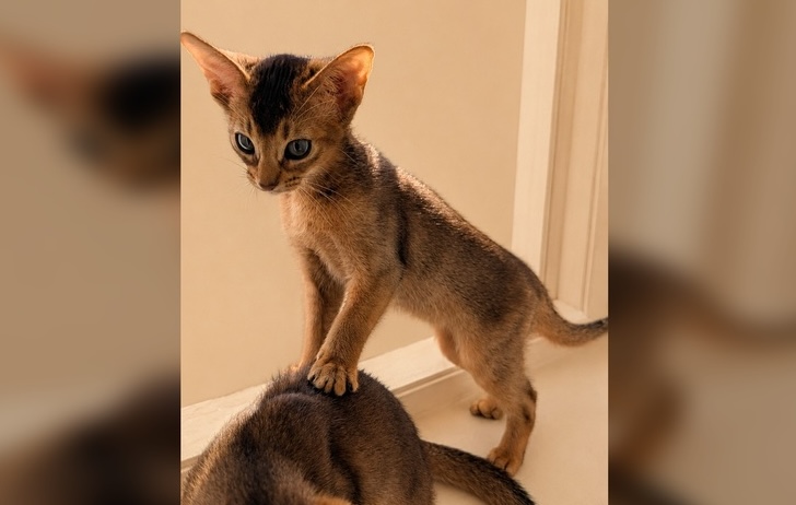 Abessinier Kitten Athena – Wildfarben Weiblich