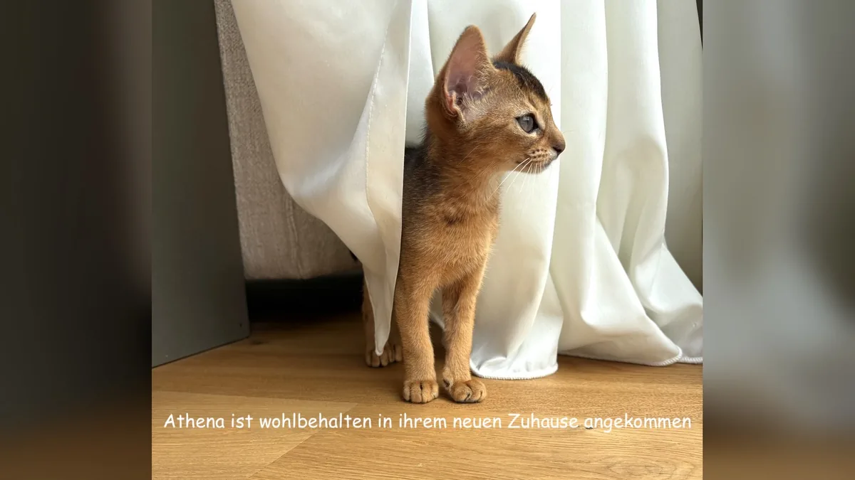 Athena – Abessinier Kitten Aby Regalis