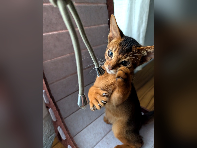 Abessinier Kitten Atlas – Wildfarben Männlich