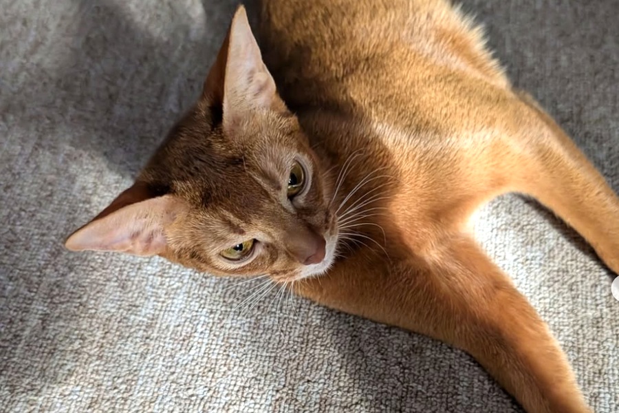 Nala – Abessinier Mutter Aby Regalis