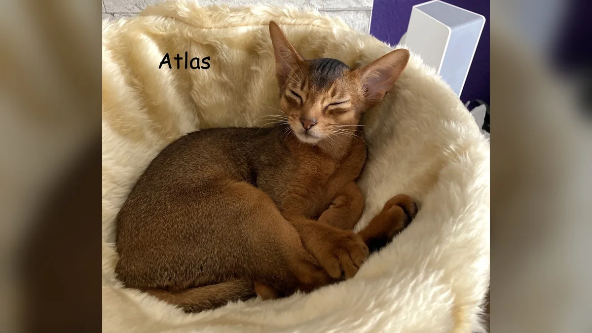 Atlas – Abessinier Kitten Aby Regalis