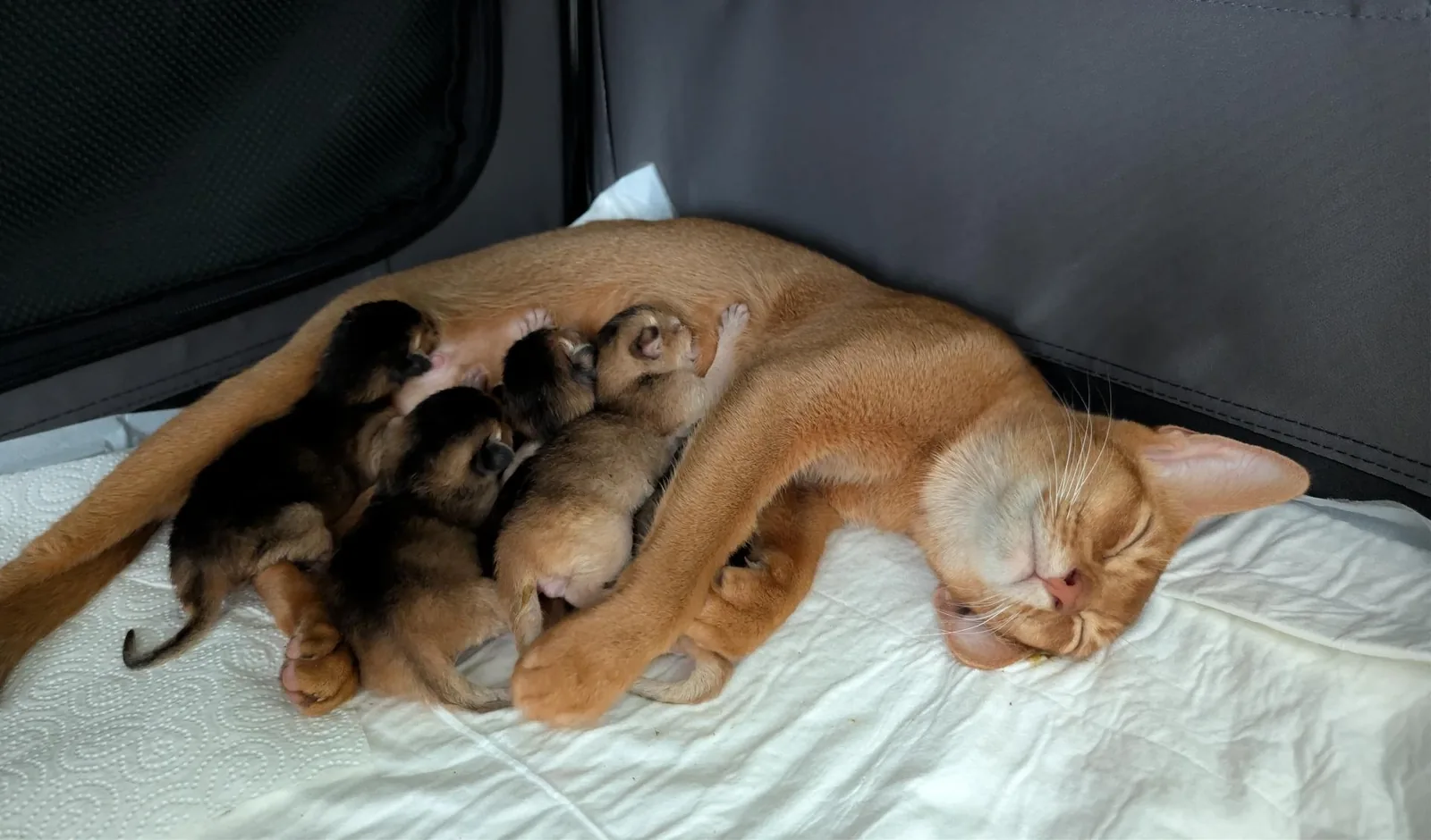 Abessinier Wurf B – Mama Nala säugt ihre fünf neugeborenen Kitten (3 Kater, 2 Katzen), geboren am 19. August 2026