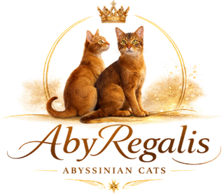 Aby Regalis – Abessinier Katzenzucht, eingetragen im ECCE
