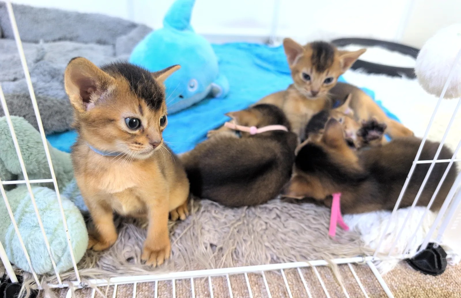 Fünf Abessinier Kitten aus Wurf B von Nala und Simba im Alter von dreieinhalb Wochen, wildfarben, im Laufstall der Zuchtstätte Aby Regalis